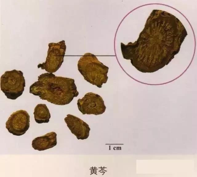 中药材图片大全大图带药名,200多味中药材图谱带图