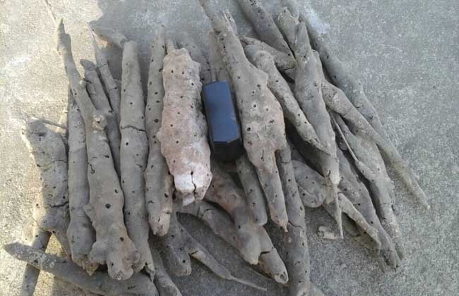 紫梢花，又名淡水海绵，能补肾，益精，助阳