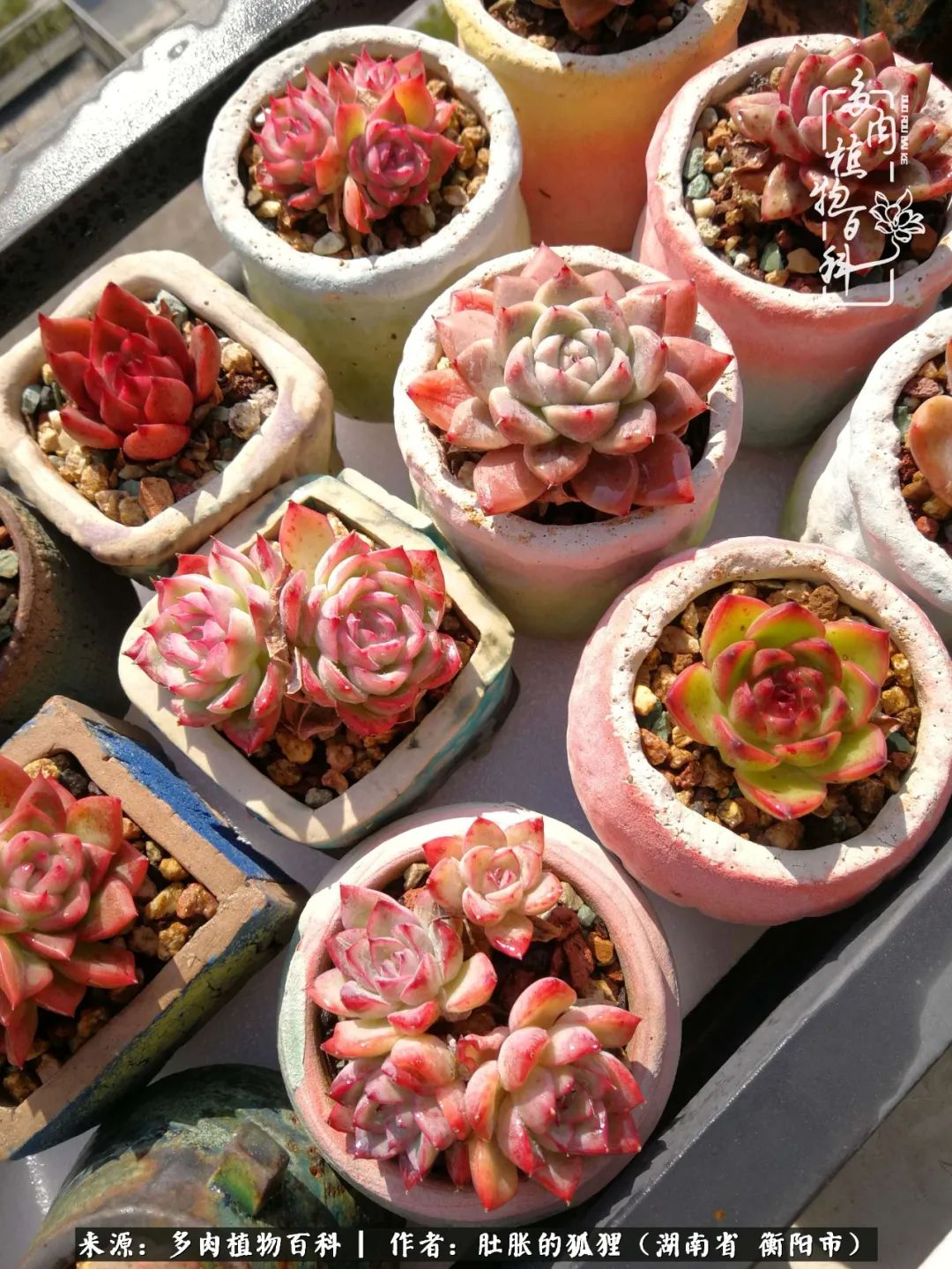 多肉用大盆养好还是用小盆养,多肉用石子养好还是用土养好