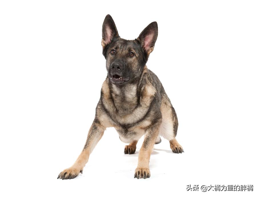 白色德牧和黑色德牧一样吗,全部颜色的德牧