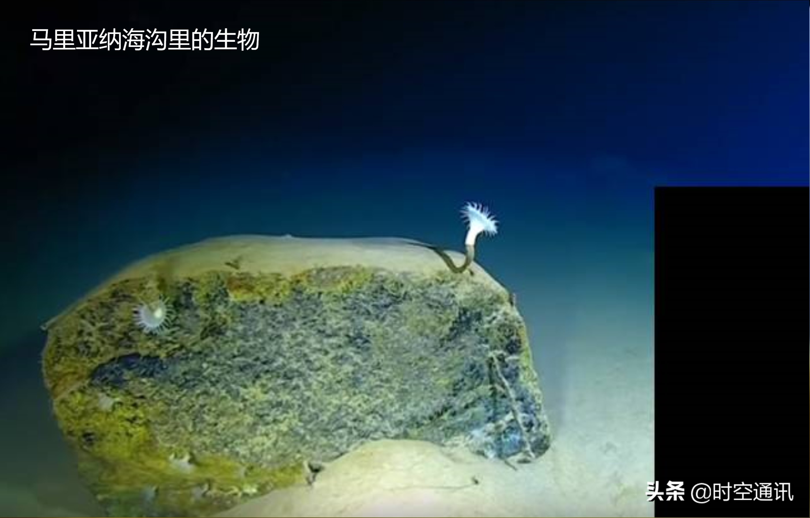 在地球上发现奇怪的地方,在地球上发现极端生物