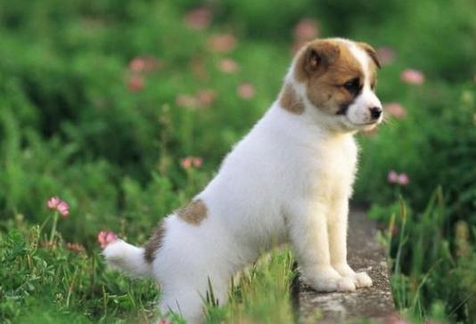 狗狗警惕性高不让碰有什么办法,不能碰狗狗怎么办