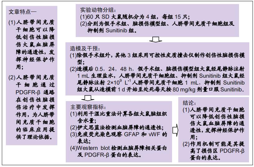 人脐带间充质干细胞,人脐带间充质干细胞治疗技术