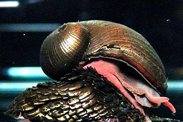 世界上最坚硬的装甲,世界上最坚硬的盔甲是哪一个