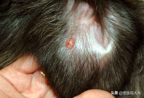 狗狗掉毛皮肤发红怎么治,狗狗掉毛发痒用什么药