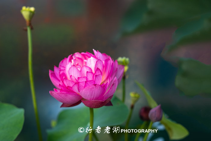 最美荷花展深圳,深圳最美荷花