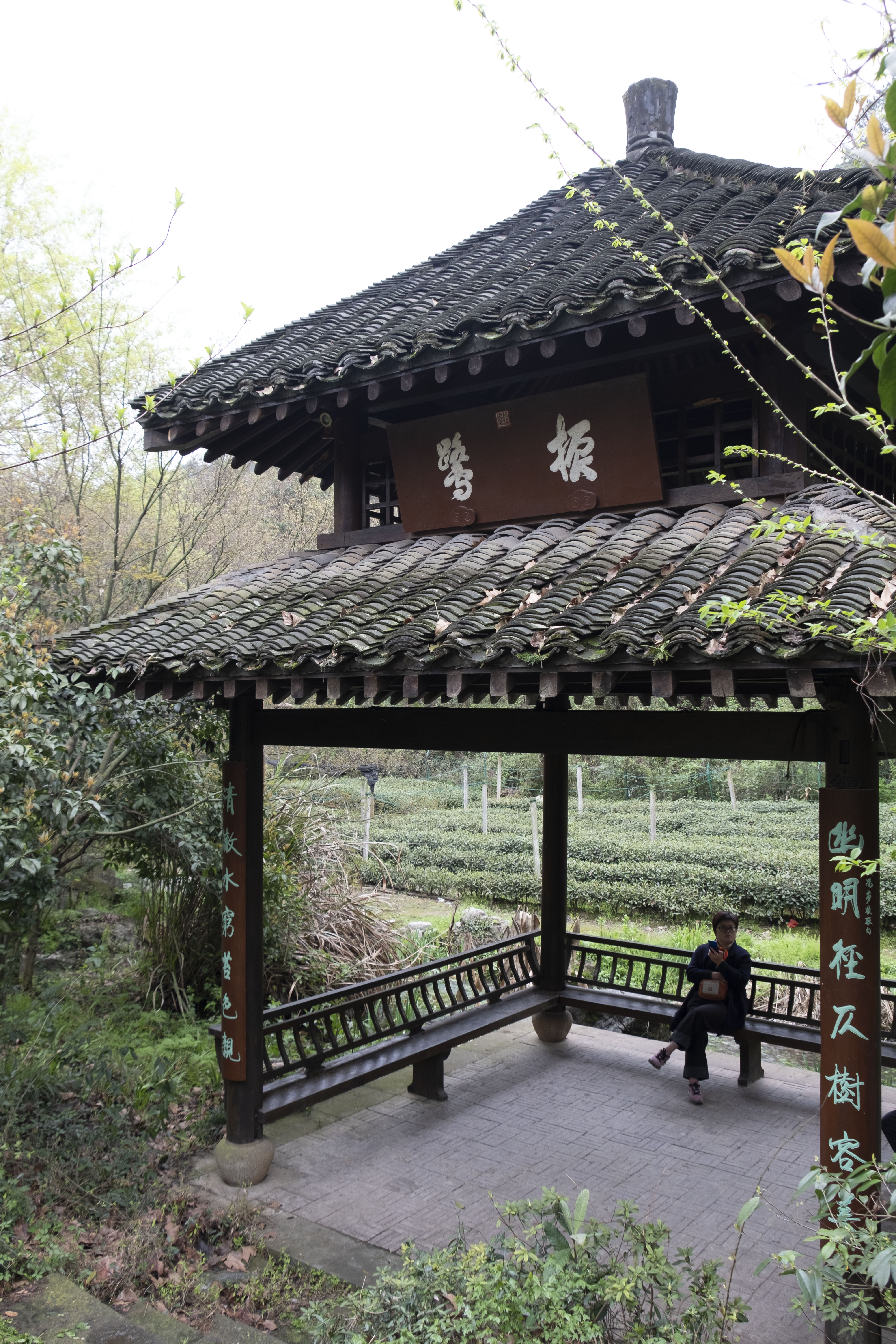 西湖龙井春茶季,龙井茶西湖明前春茶