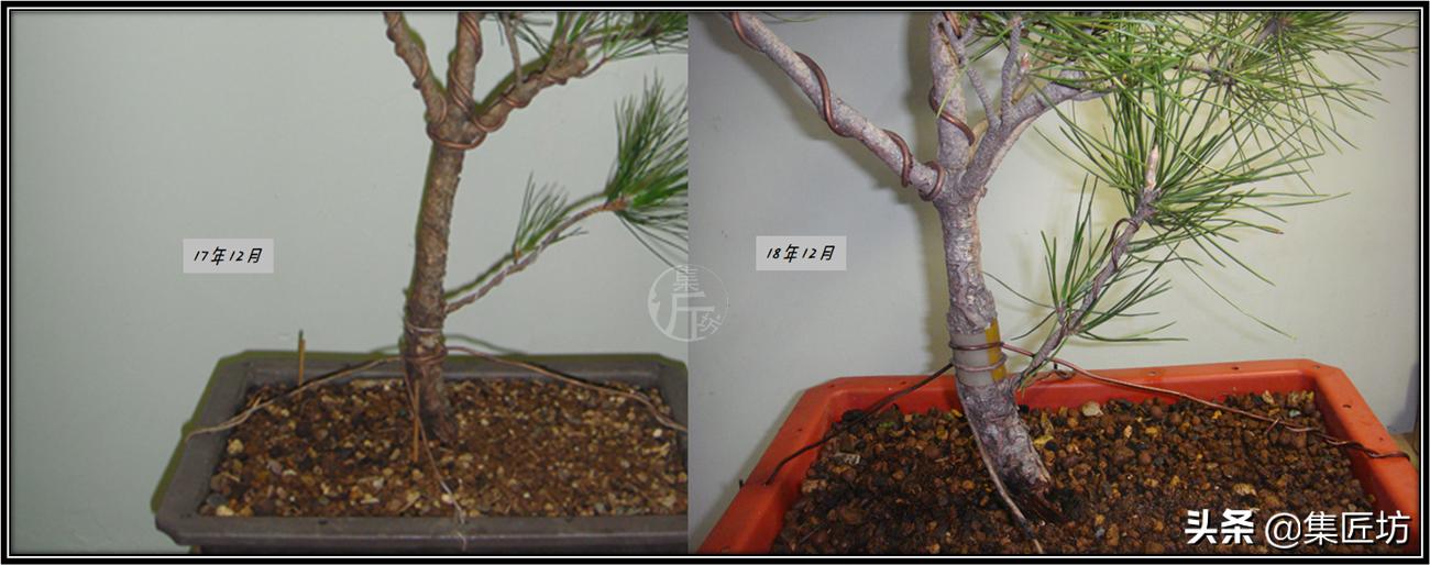 黑松盆景长杆拿弯缩枝技巧 (黑松盆景成型后的后期修剪养护)