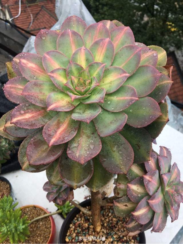 100种常见多肉植物图鉴收藏,1000种多肉植物图鉴及名字