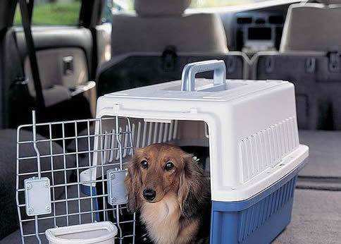 办理宠物狗狗托运指南，速来get