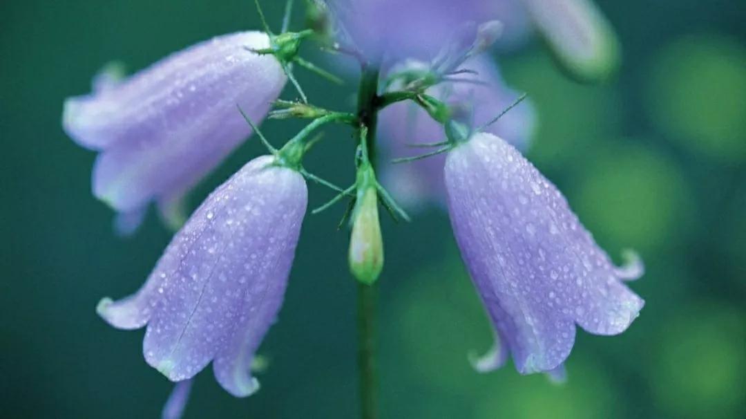 铃儿响叮当双音和弦五线谱,铃儿响叮当三级长笛