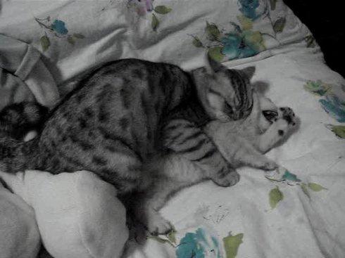 冬季猫咪发情期到来，铲屎官们无可奈何？别着急，方法都在这了