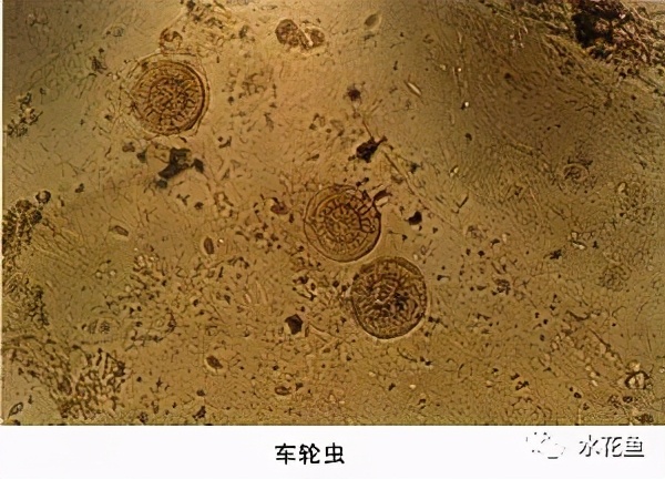 鱼类寄生虫用什么药,鱼类寄生虫怎么灭杀