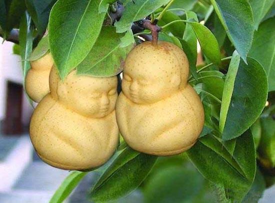 隐藏在西游记人参果背后的秘密,西游记人参果奇异之处