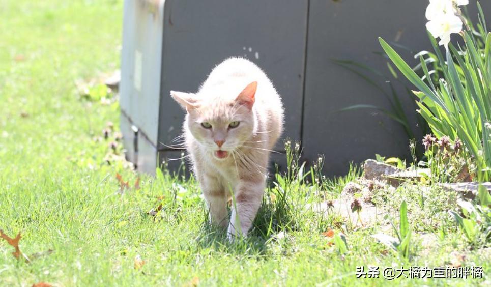 天冷了猫咪也要存肉御寒了,冬天猫咪怕冷吗该怎么给猫咪保暖