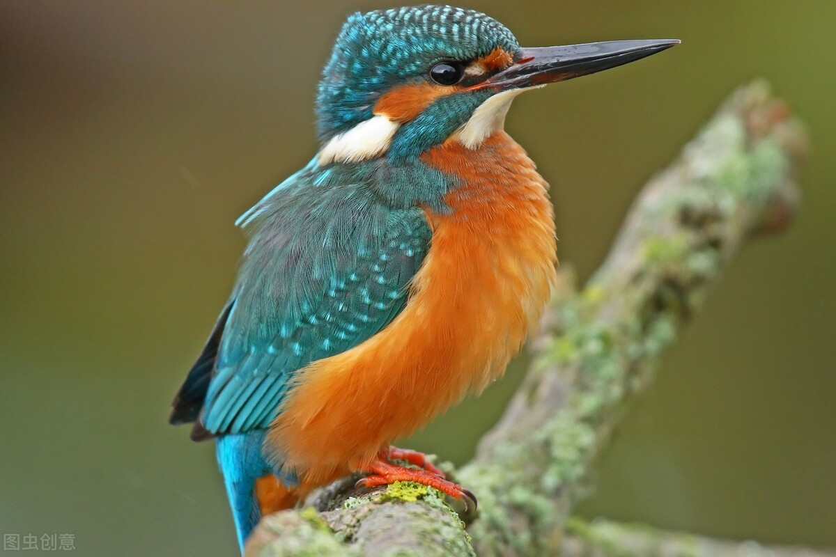 东江揽胜,惠州淡水常见鸟类图谱