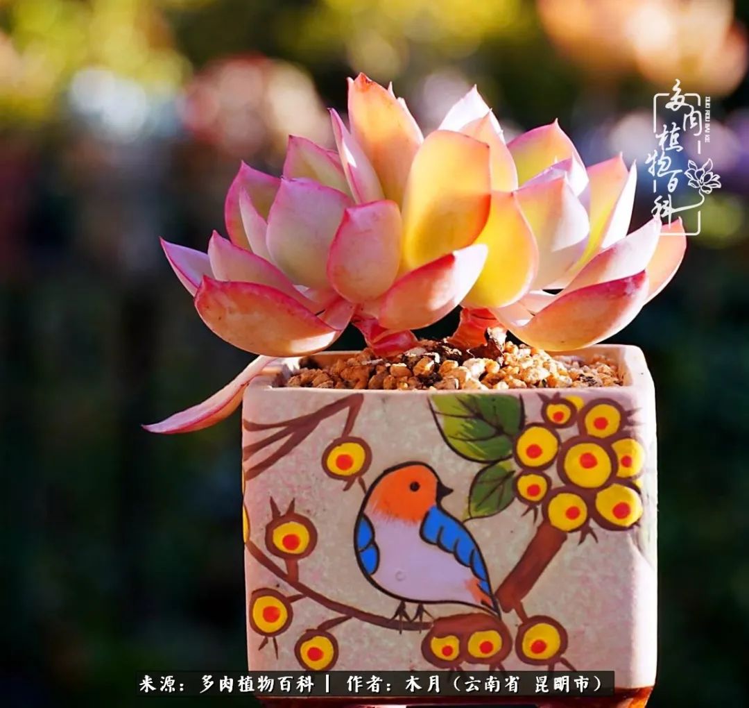 浅冬多肉，终有美好在等候