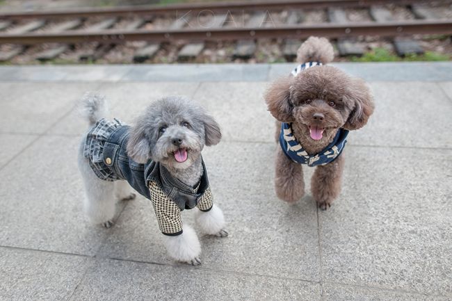 贵宾犬不吃饭是怎么回事?主人要知道贵宾犬不吃饭,可能是这原因