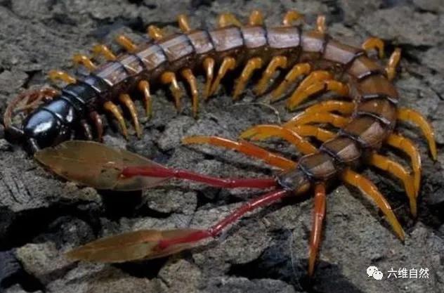 西非蜈蚣,西非的蜈蚣长什么样