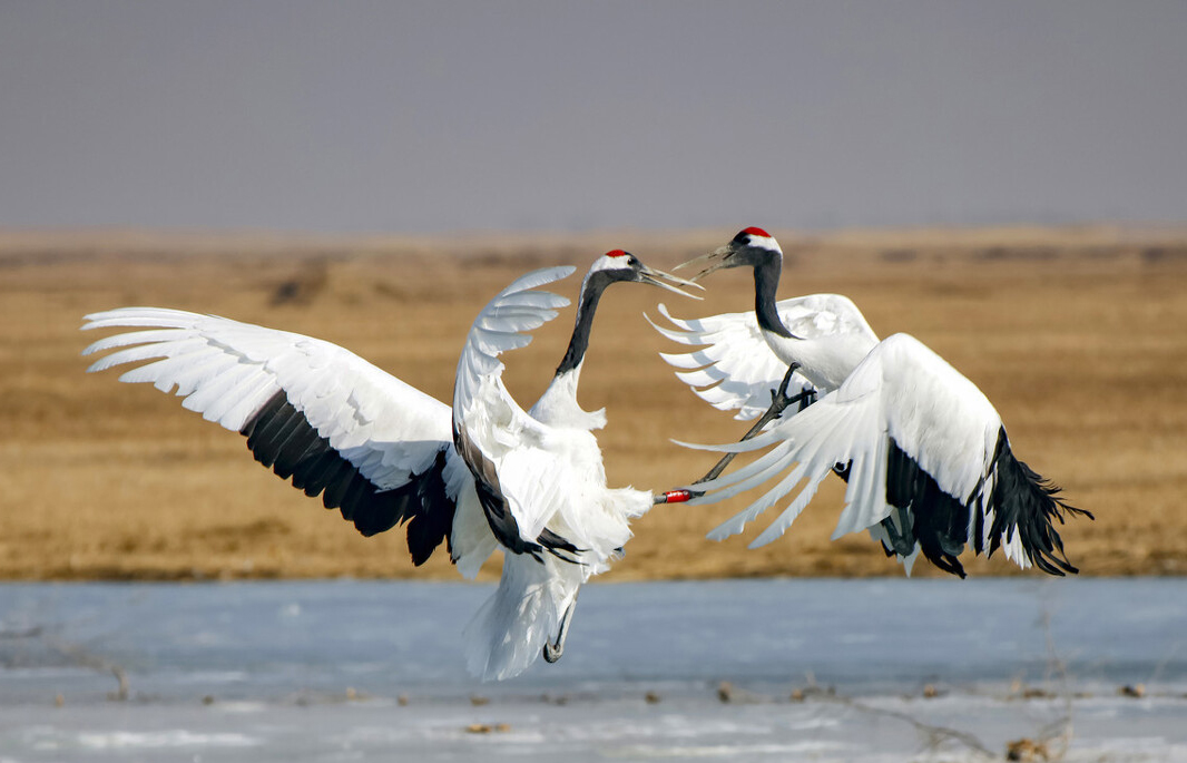 东江揽胜,惠州淡水常见鸟类图谱
