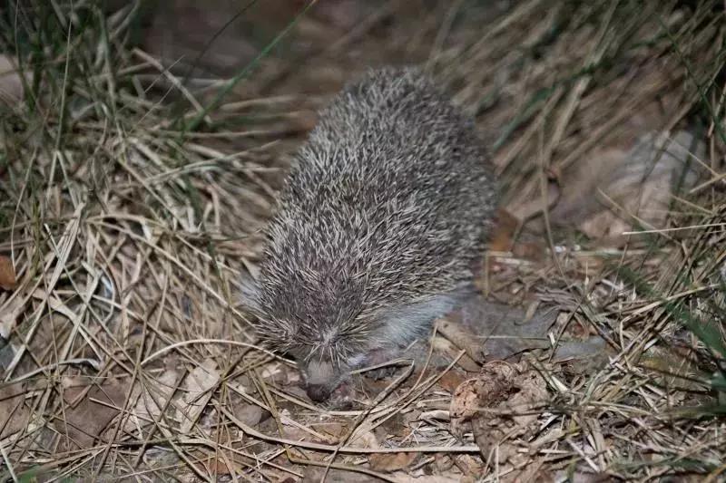 北京这个学校很“火”!坐拥3大花园、果园、动物园,集美貌与知识于一体!