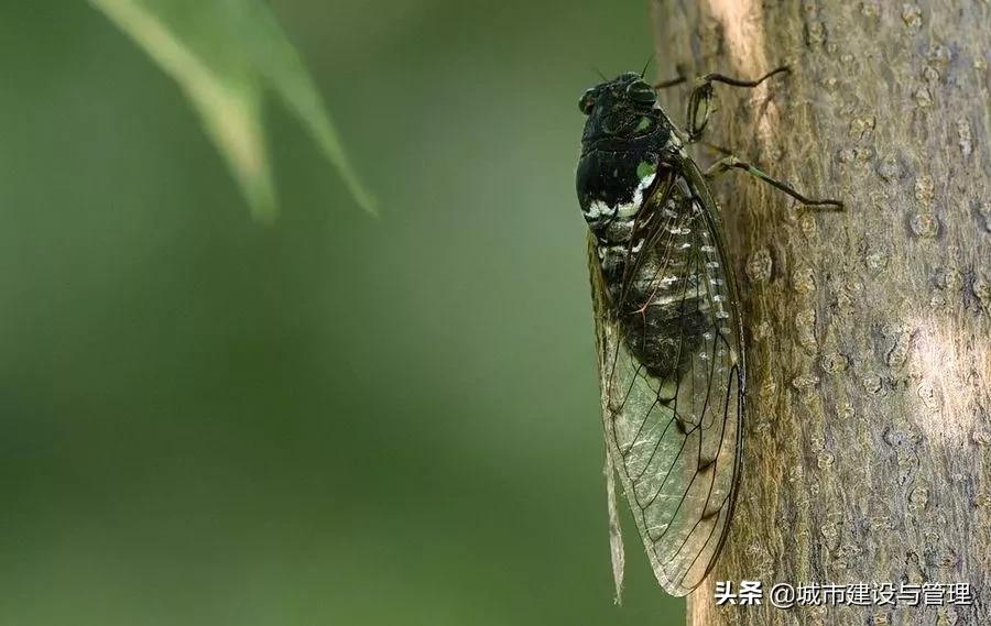 草树青翠虫鸣起，一枕清凉入梦来
