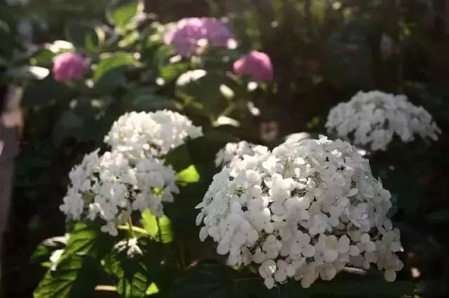 收藏植物的方法,收藏价值绿植