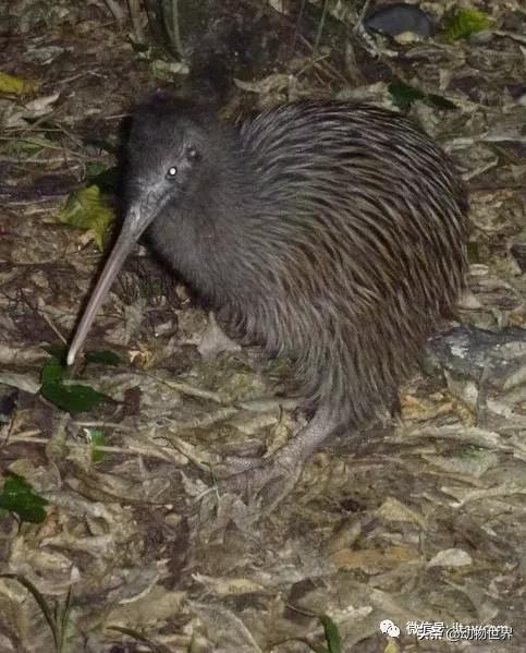 奇异鸟的样子,奇异鸟在哪里