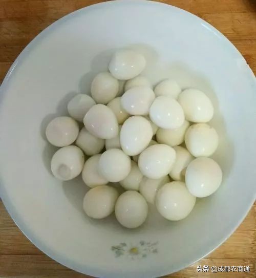 鹌鹑养殖技巧和注意事项,鹌鹑养殖方法视频