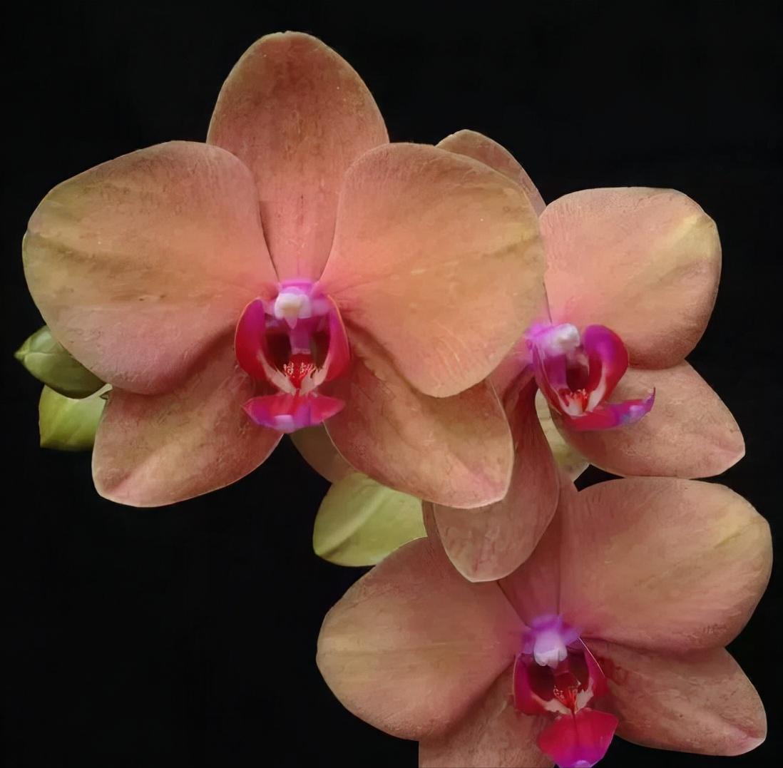 看芦头辨兰花种类,野生兰花种类图片