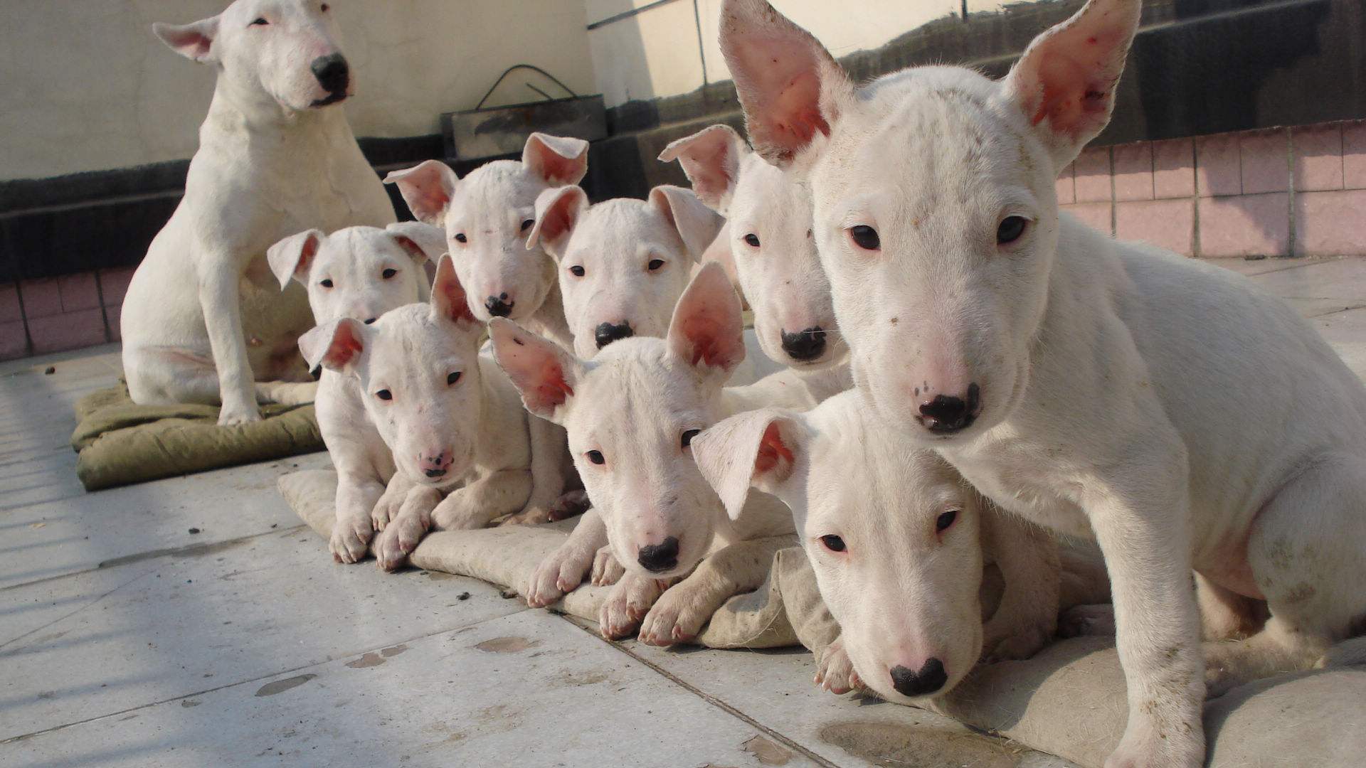 小型犬品种大全及图片柯基犬,不掉毛无体味性格温顺的小型犬