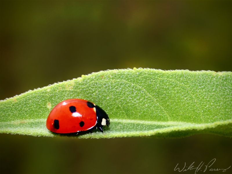 鐢熷鑺卞洯妗堜緥,鐢熷鑺卞洯