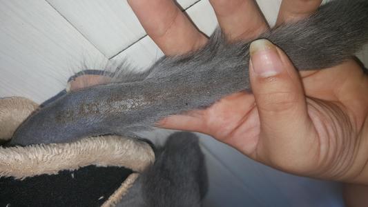 猫癣最好的解决方法,猫癣该怎么治疗能彻底