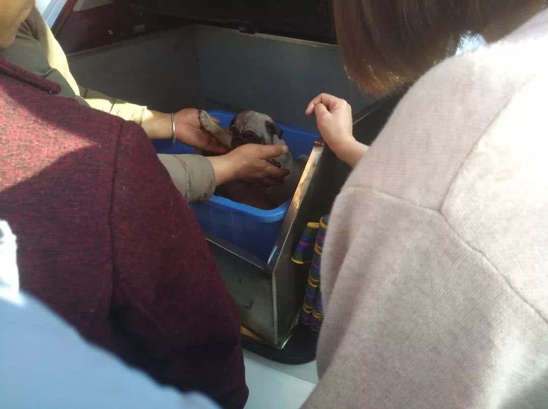 出售巴哥犬350元,卖巴哥幼犬