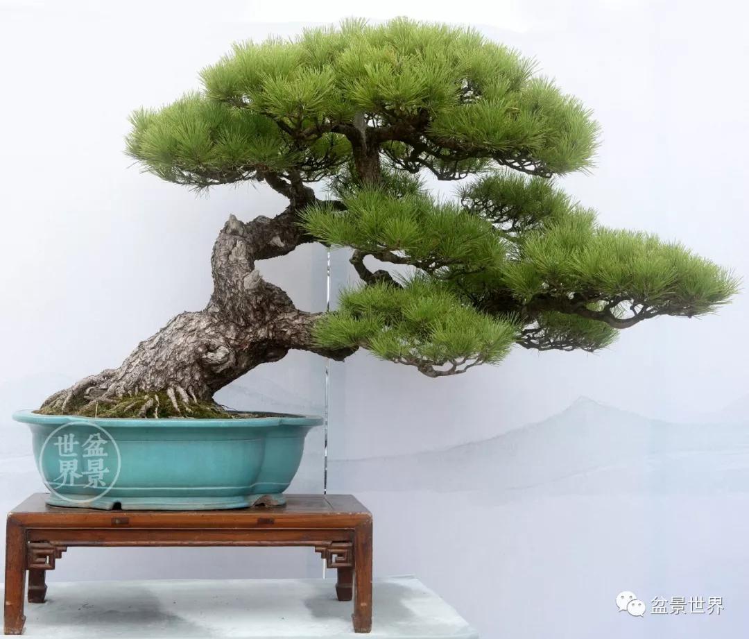 宿松十大顶级黑松盆景 (黑松微型盆景日本黑松30公分价格)