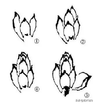 荷花的画法和步骤图解,最简单的荷花画法一学就会
