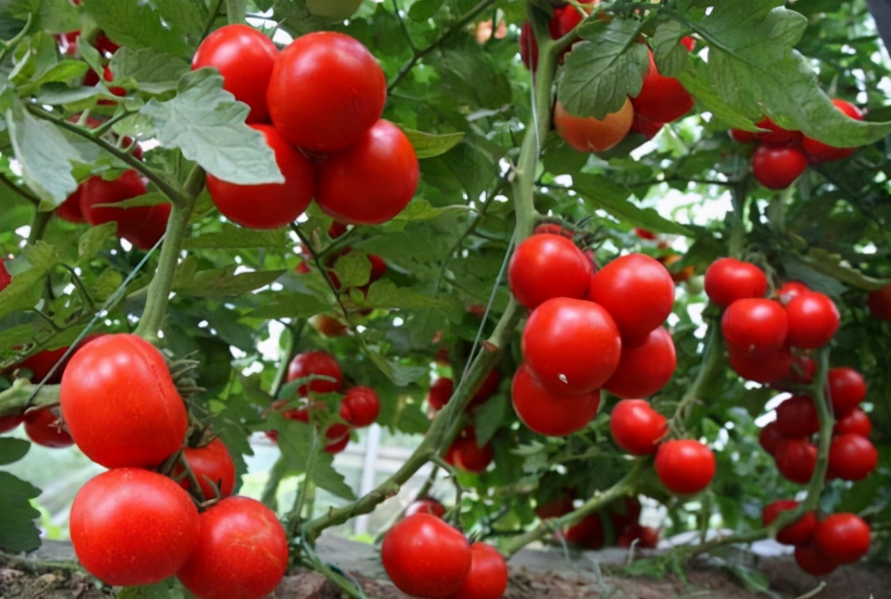 番茄简单而且好吃的方法,好吃又好看番茄品种推荐