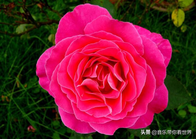 中国各城市市花图片简介,各个城市的市花有哪些