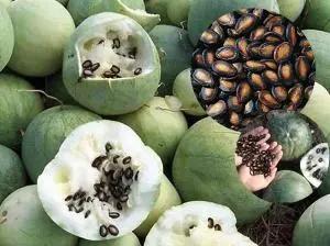 你买的年货干果，来自哪些植物？一文读懂