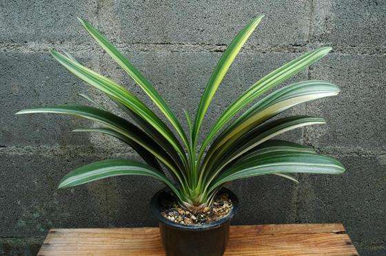 请问君子兰怎么换盆要注意什么,十年的君子兰换盆方法