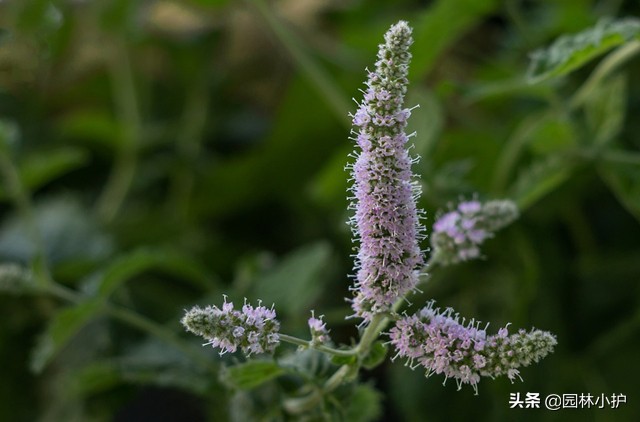 原来薄荷也开花，有点小浪漫！你见过么？