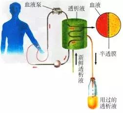 初中生物七年级下册知识点讲解,初一下册生物重点复习初中生学习