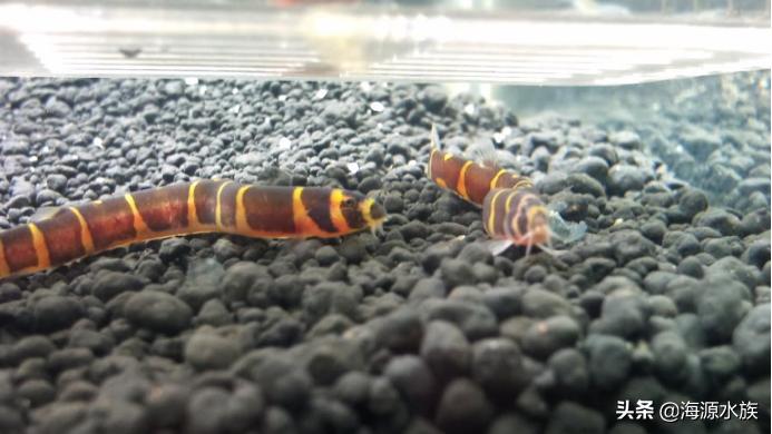 有哪些适合新手饲养的观赏鱼,推荐几款适合新手饲养的观赏鱼