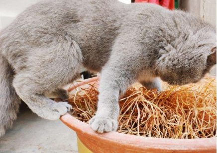 猫咪疱疹病毒感冒会传染猫咪吗,猫咪杯状病毒和疱疹病毒传染人吗