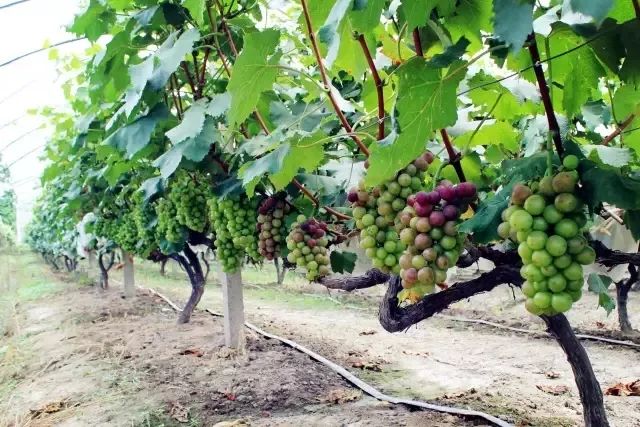 常熟练塘美食推荐,常熟羊庄美食攻略