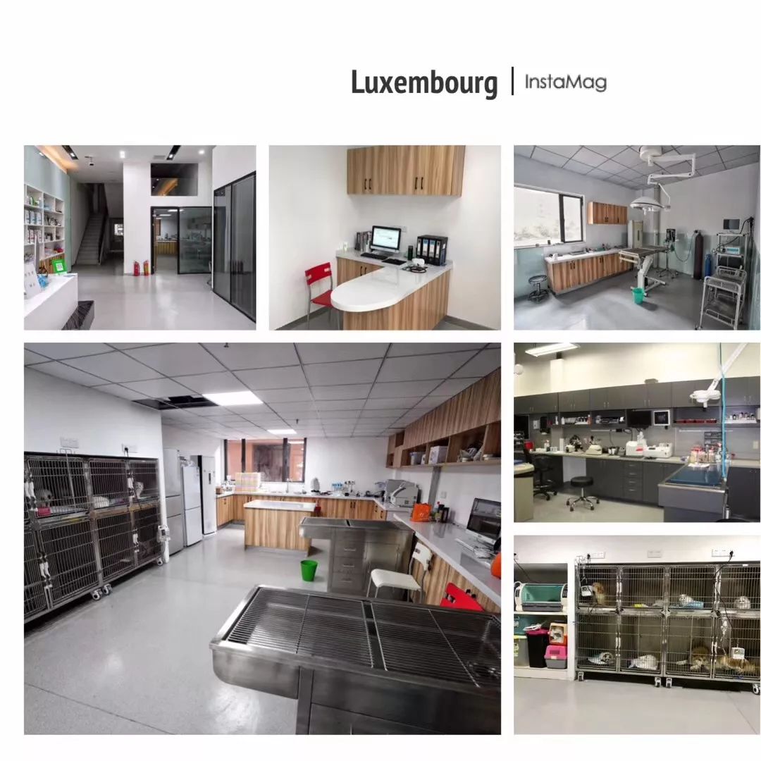 养狗记合集,养狗记28完整版