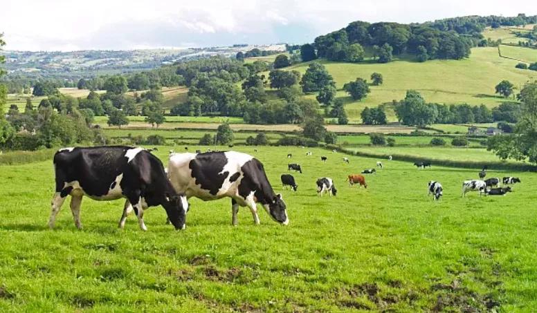 云南大理乳扇沙琪玛，酥松绵软，乳香四溢，好吃到停不下来
