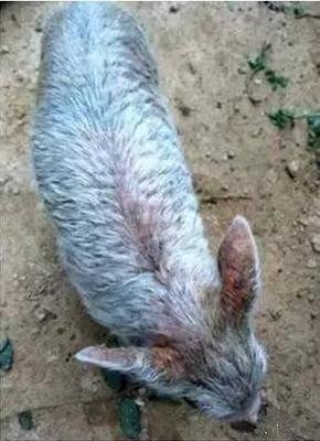 猪皮肤病怎么预防,猪的皮肤病怎么治