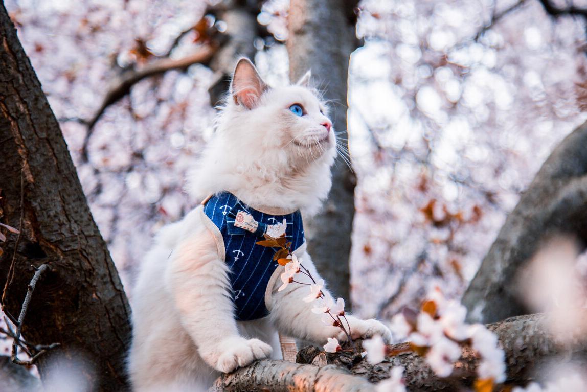 想养一只布偶猫怎么办,饲养布偶猫有什么注意事项