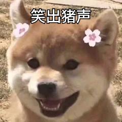 支付宝宠物保险真的有用吗,支付宝宠物鼻纹识别平台